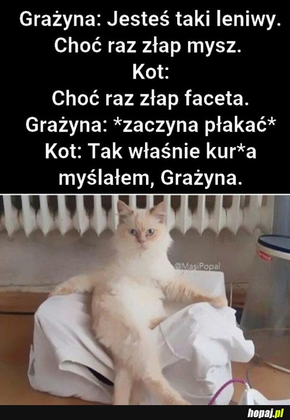 KOT VS GRAŻYNA