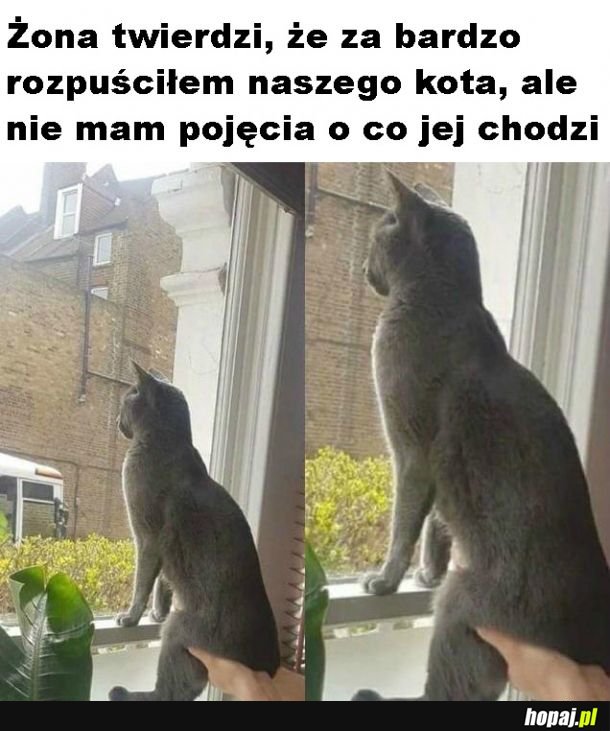Rozpieszczony