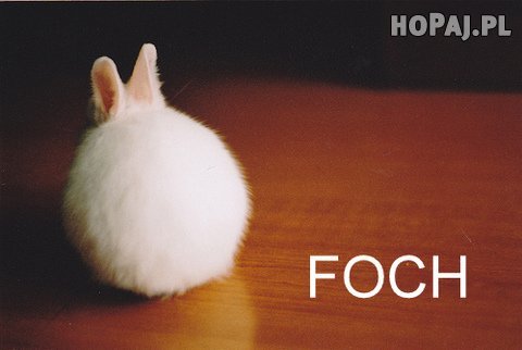 Foch