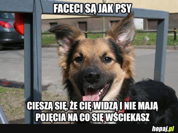 FACECI SĄ JAK PSY