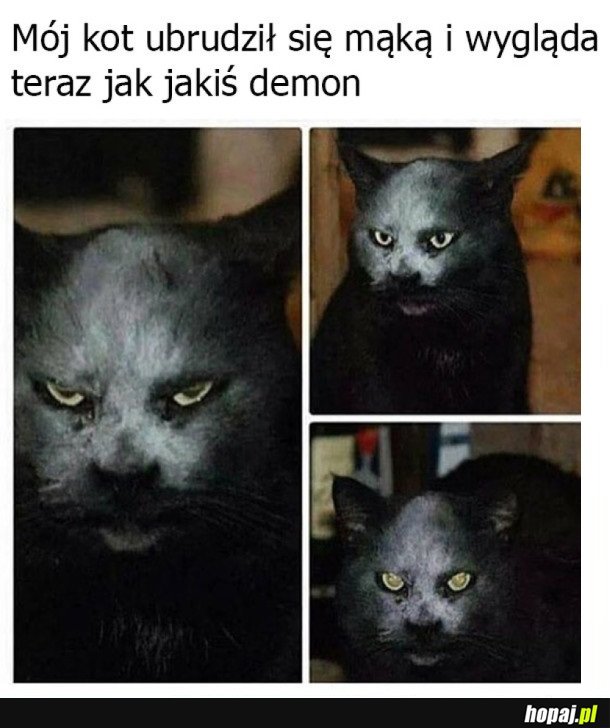 MÓJ KOT JEST DEMONEM