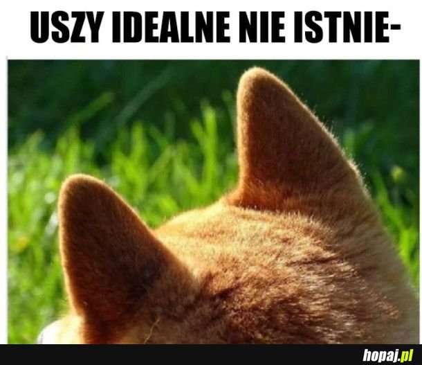Uszy idealne