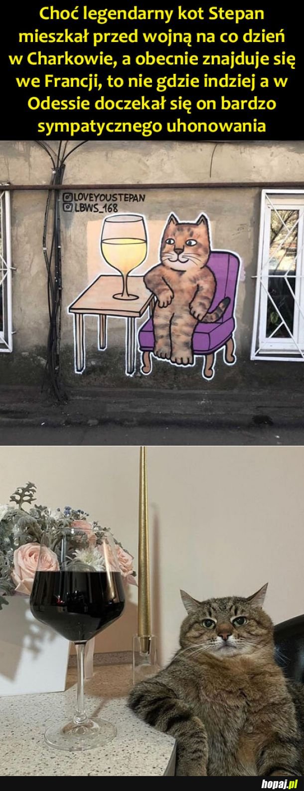 Kot Stepan