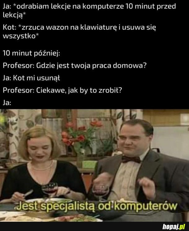 Wszystko przez kota