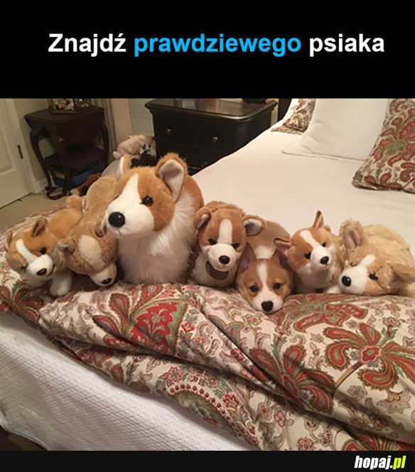 KTÓRY PRAWDZIWY?