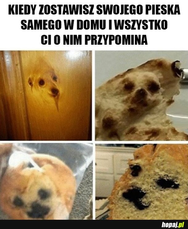 MÓJ PIESEK ZOSTAŁ SAM