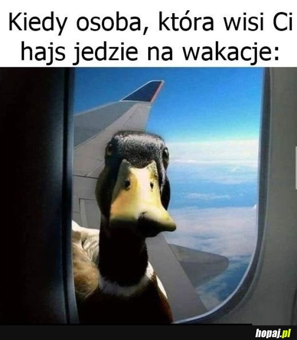 Dlużnik xd