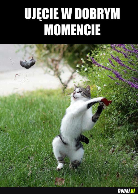 DOBRY MOMENT