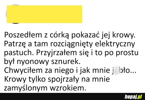 Krowy: &quot;Czyli nadal działa&quot;