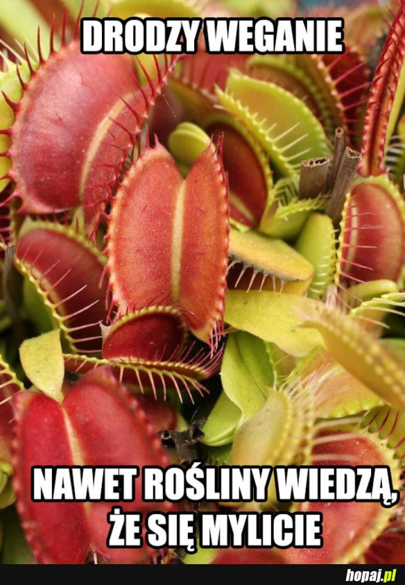 DRODZY WEGANIE