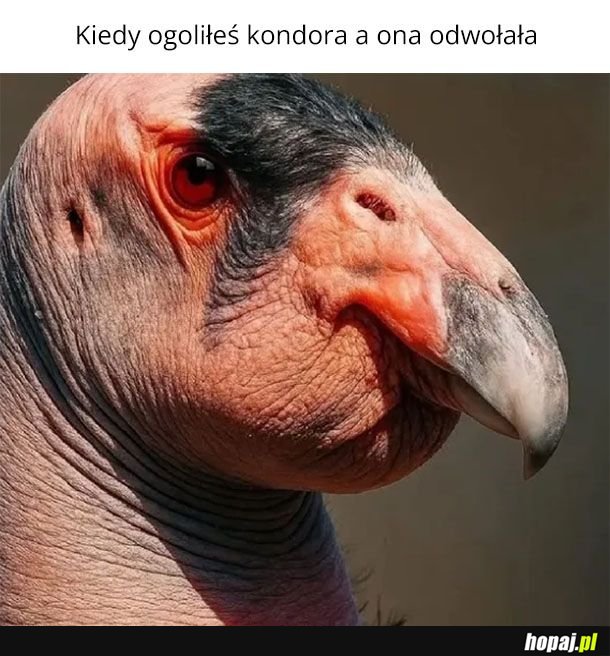 Kondor smutny