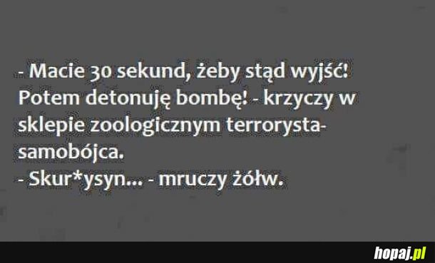 Terrorysta-samobójca
