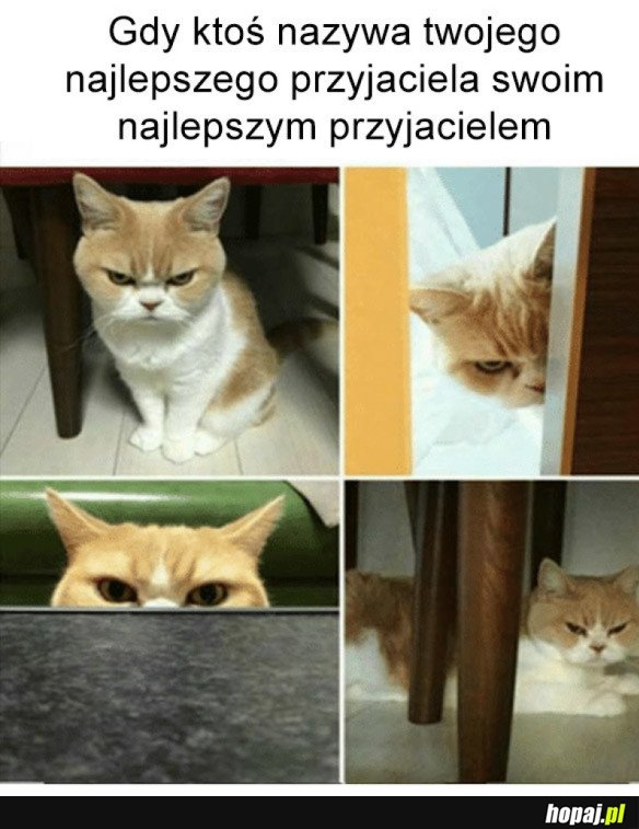 NAJLEPSZY PRZYJACIEL