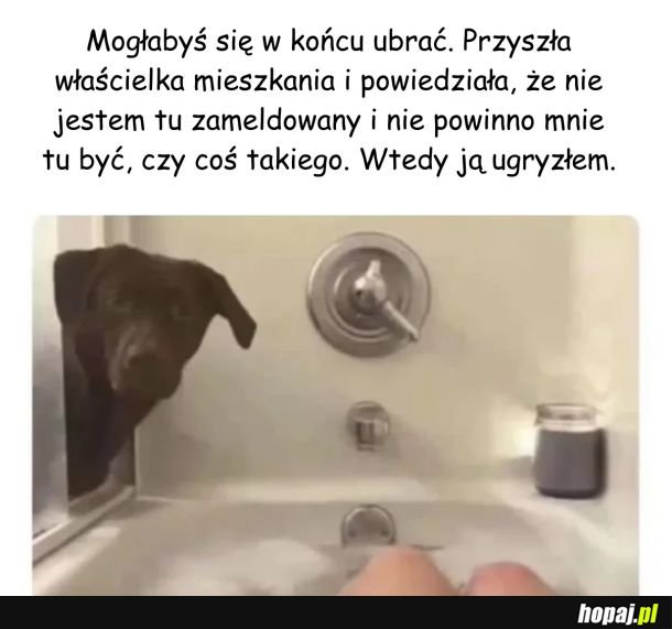 Gdy pies otwiera drzwi