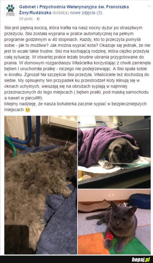 DOBRZE WYKĄPANY KOTEŁ