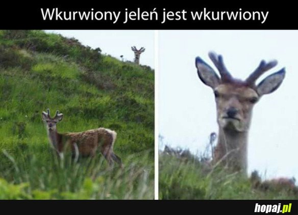 Jelonek