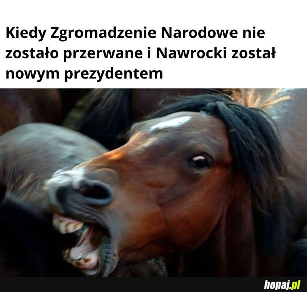 Szał kunia