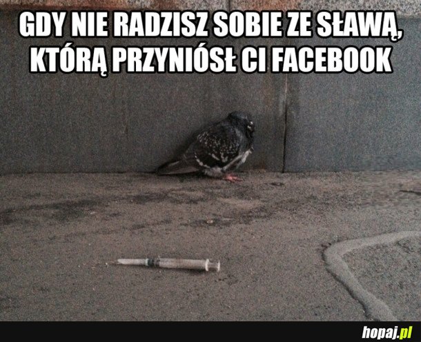 GOŁĄB Z FACEBOOKA