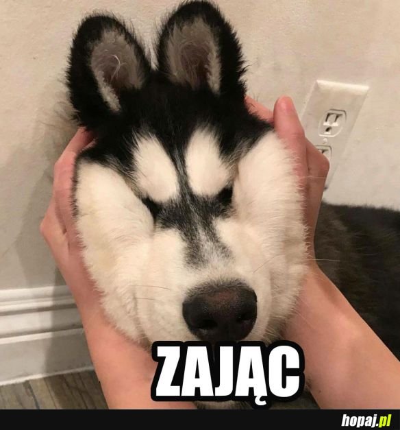 Zabawny husky