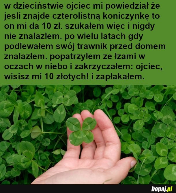 Koniczyna