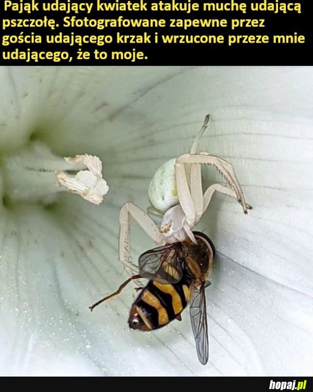 Pająk udający kwiatek