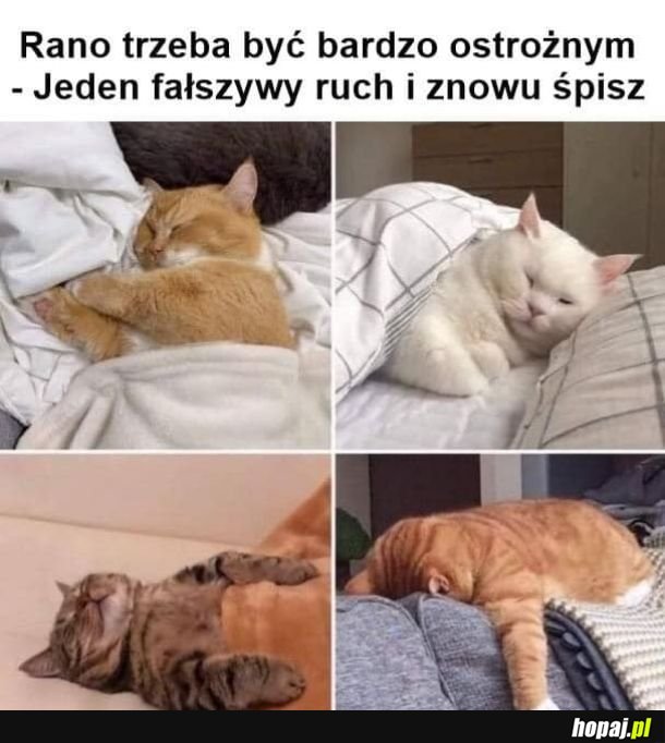 Spanko #2