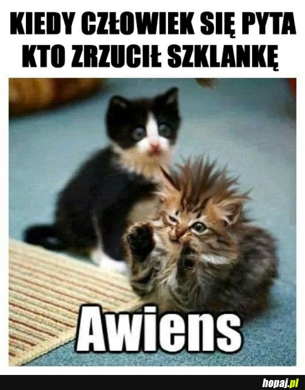 Z KOTAMI TAK JEST