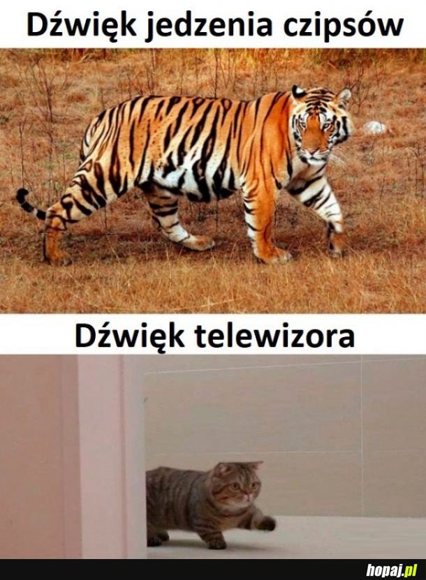 Jedzenie vs telewizor