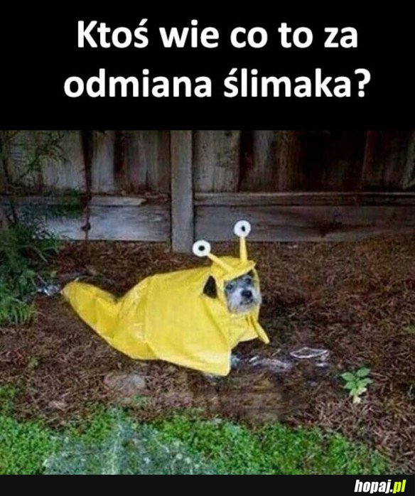 ODMIANA ŚLIMAKA