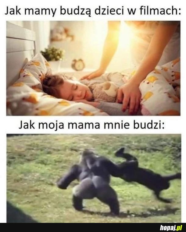 Wstawaj gówniaku k***a