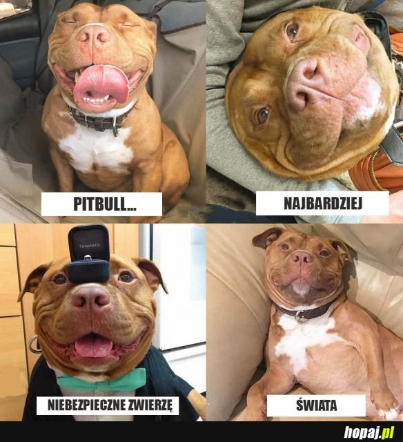 Pitbull