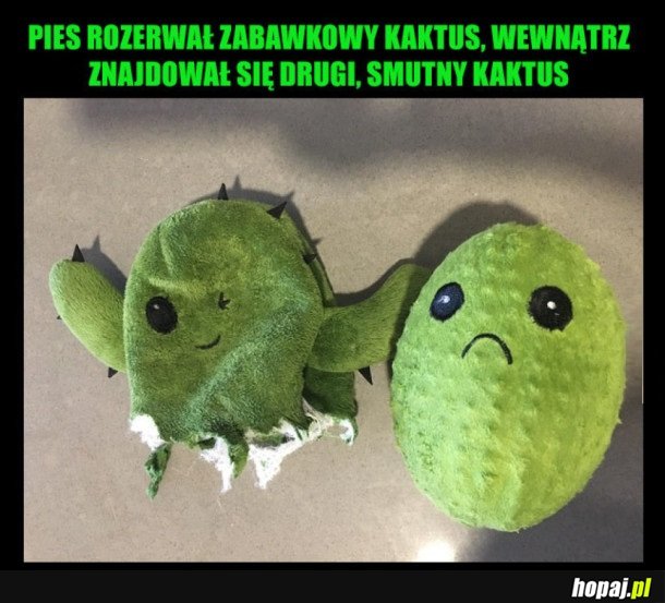 ROZERWANY KAKTUS