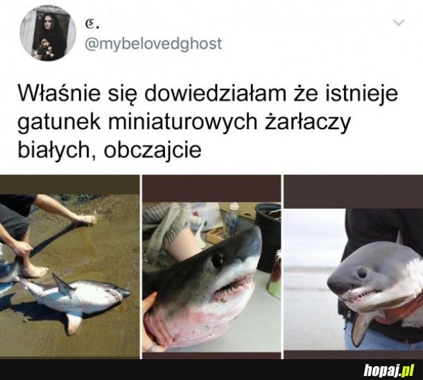 Miniaturowe żarłacze białe