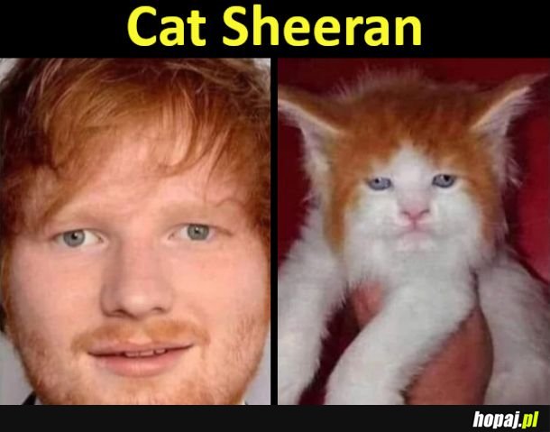 Cat Sheeran