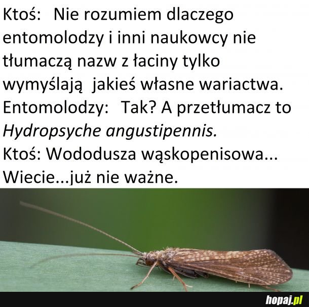 Jak to jest z nazewnictwem