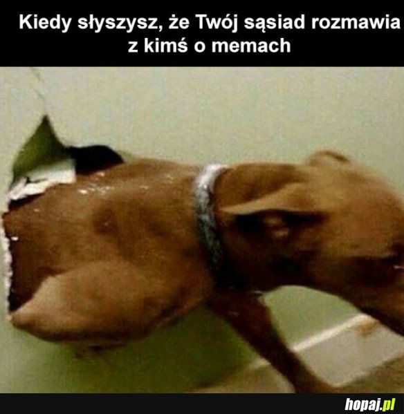 SĄSIAD KOCHAM MEMY