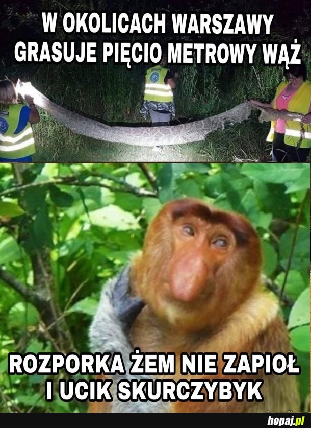 Wonsz Żeczny