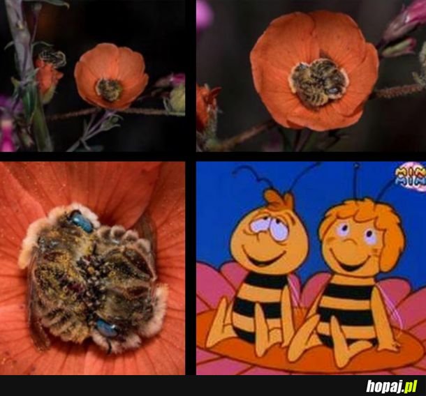 Maja I Gucio Hopaj pl