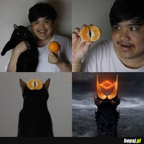 Kot