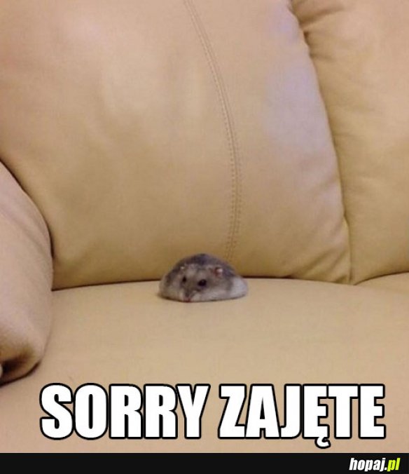 Zajęte