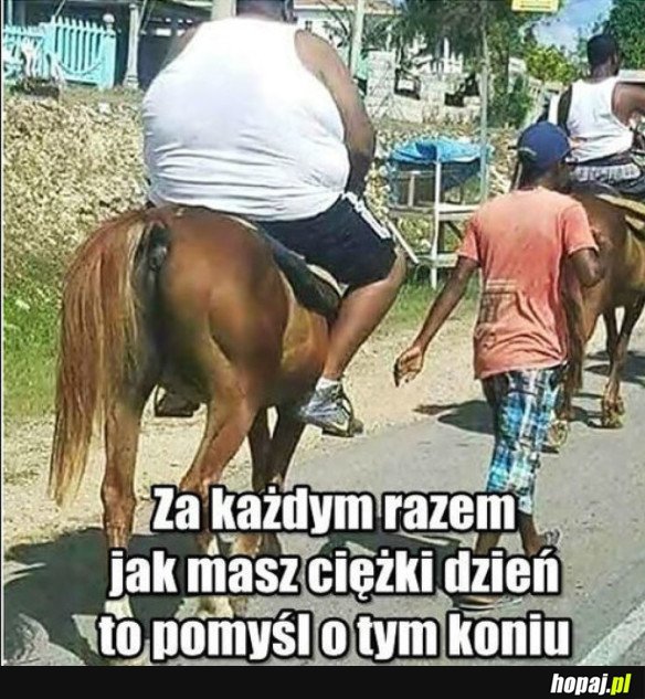 BIEDNY KONIK...