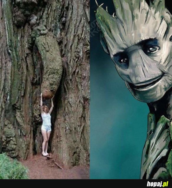 I am Groot