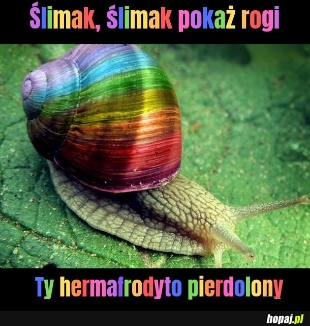 It's ok to be snail