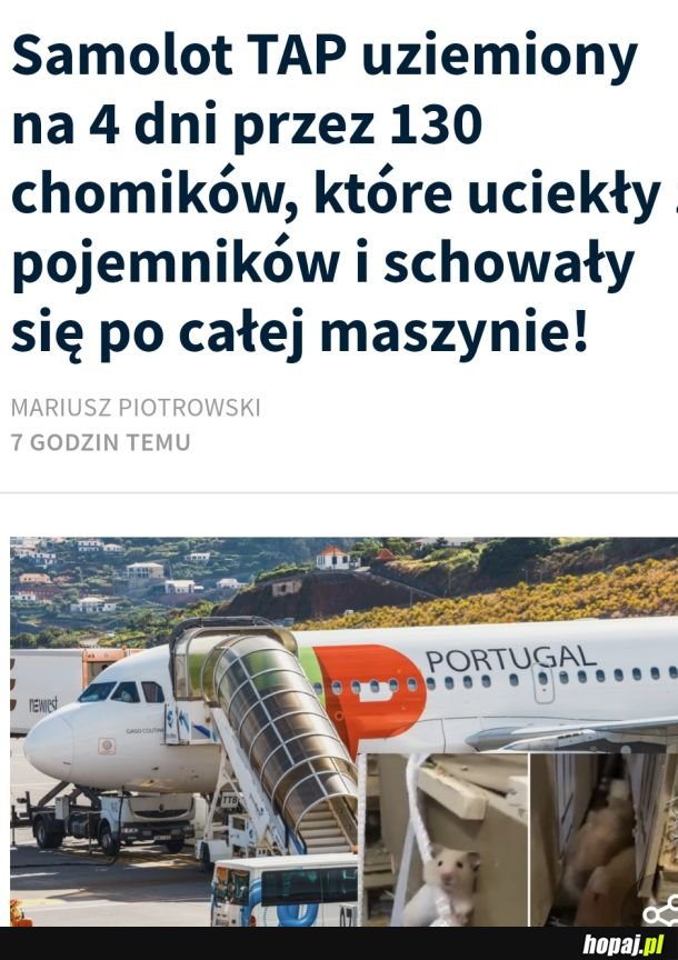 Dzielne chomiczki, bądźcie wolne!