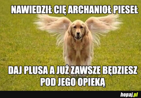 ARCHANIOŁ PIESEŁ