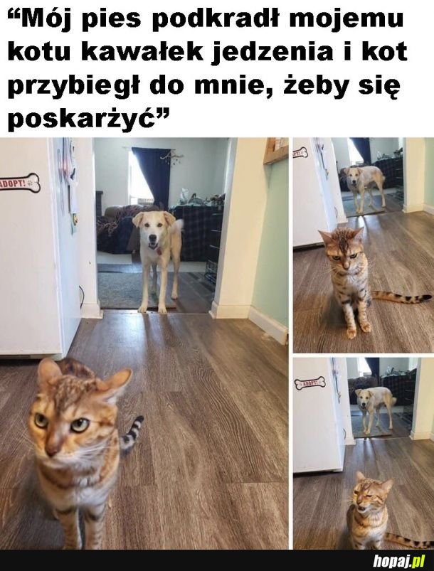 Skarży się