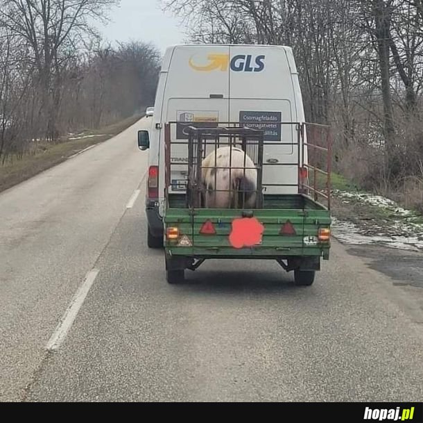 Coraz dziwniejsze te przesyłki kurierskie