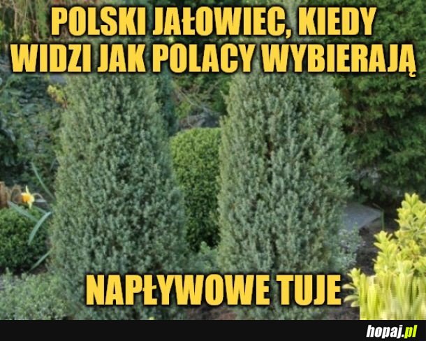 Jałowiec.