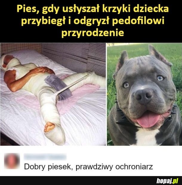 Dobry piesek