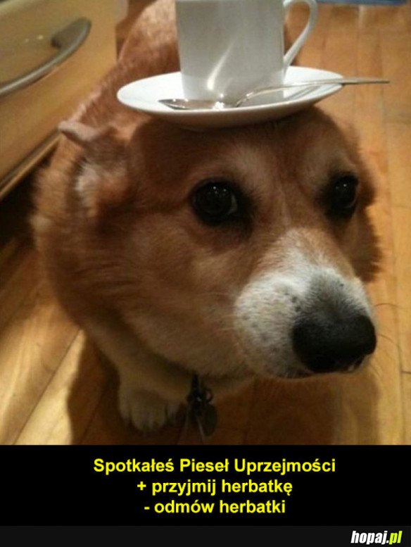 DZIĘKUJĘ PIESEŁ